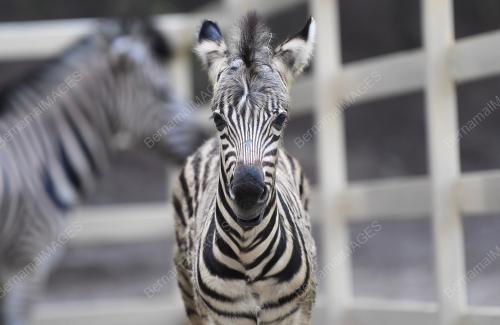 PK04_06102018_ZEBRA