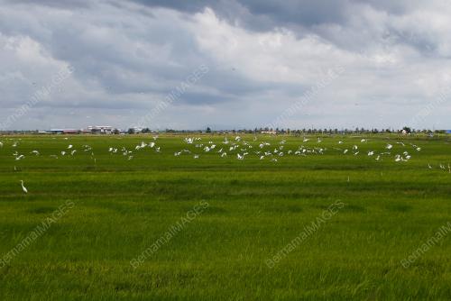 SAWAH BANTUAN