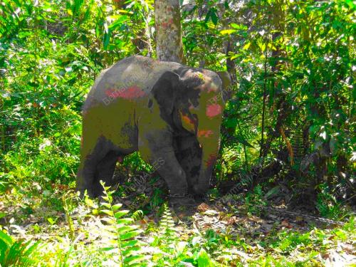 GAJAH