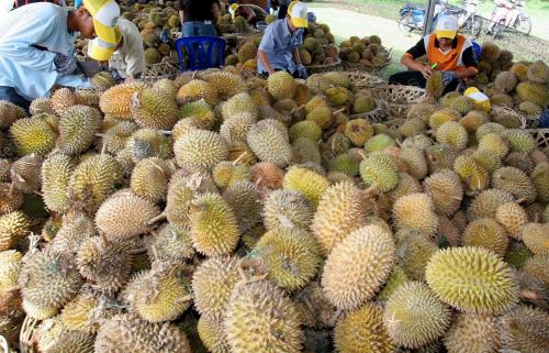 PESTA JOM MAKAN DURIAN
