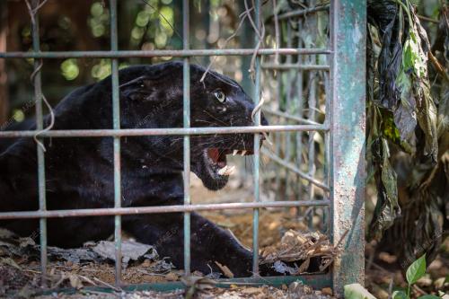 HARIMAU KUMBANG