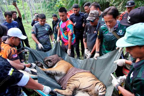 HARIMAU BERJAYA DITANGKAP