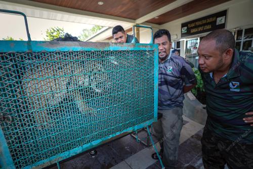 HARIMAU BELANG