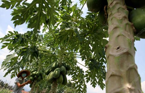 PETANI MENGURUSKAN LADANG
