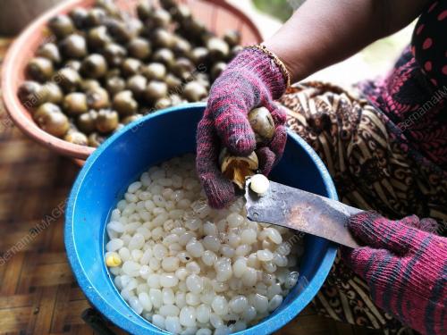 PK04_12062018_BUAH_KABUNG