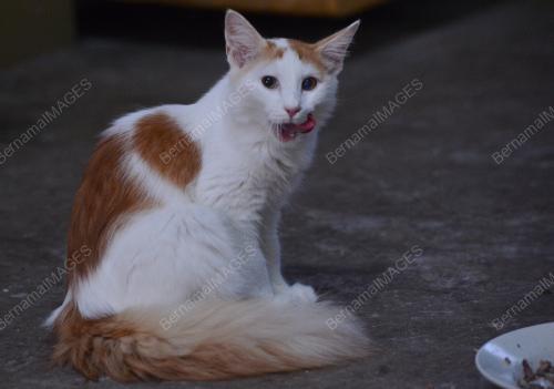 PK04_13022017_KUCING