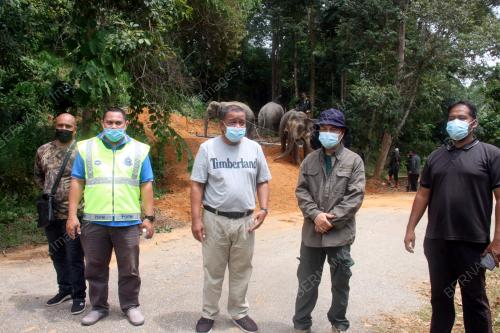 PINDAH GAJAH JANTAN