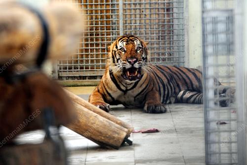 PK04_16022016_HARIMAU