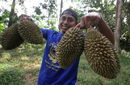 PENIAGA DURIAN JANTUNG
