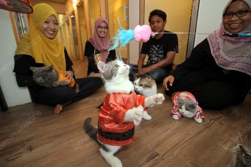 PK04_20062018_KUCING