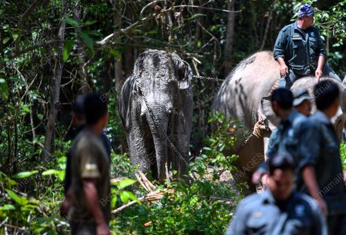 OPERASI PEMINDAHAN GAJAH LIAR