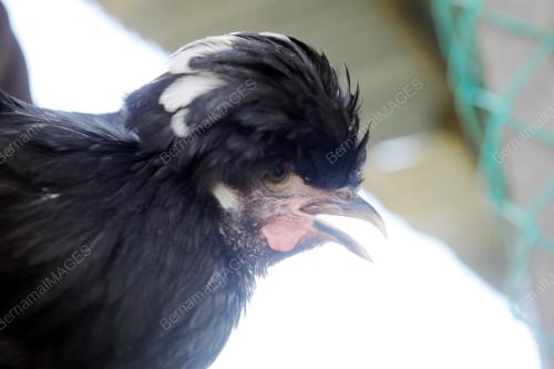 PK04_23072016_AYAM