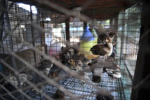 SEKTOR PENTERNAKAN BERI PELUANG PENDUDUK DI SLIM TAMBAH PENDAPATAN