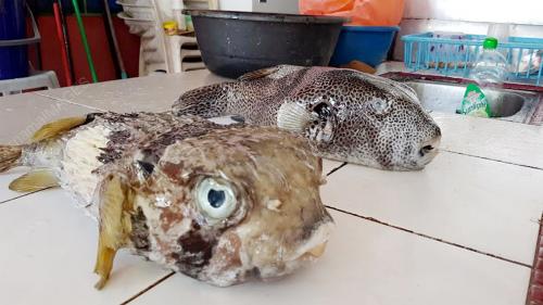 PK04_24072016_IKAN_BUNTAL