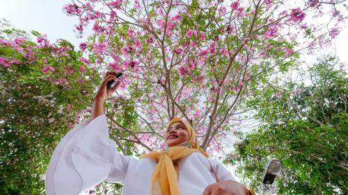POKOK TECOMA