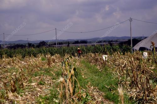 JAGUNG BIJIAN KAMPUNG REDANG SAWA