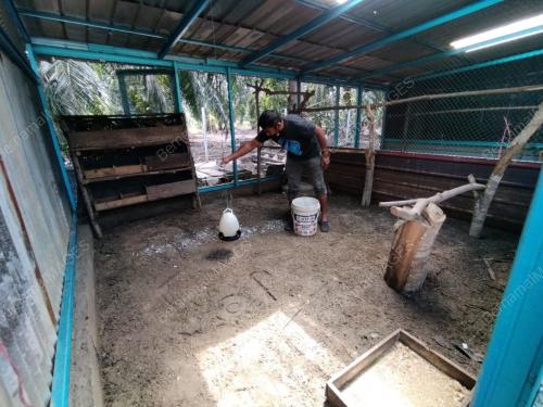 TERNAK AYAM KAMPUNG