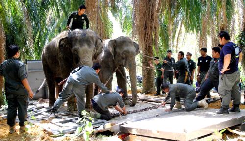 PK04_28012016_GAJAH_LIAR