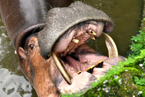 SPESIES BADAK AIR NIL DI ZOO TAIPING
