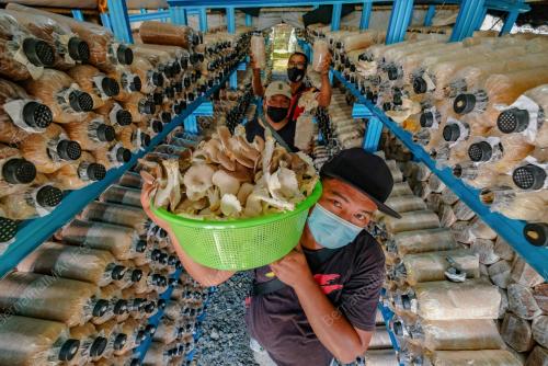 PENGUSAHA CENDAWAN