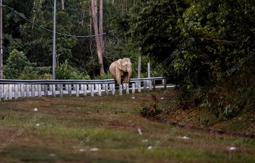GAJAH_JRTB