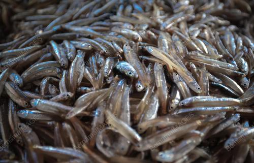 IKAN BILIS MATA BIRU