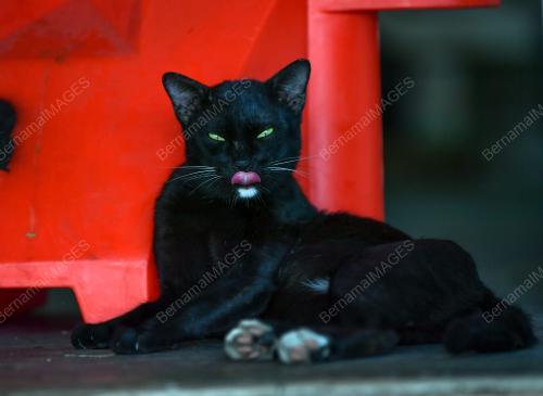 TINJAUAN KUCING JALANAN KETIKA PKP