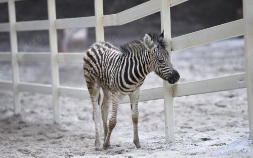 PK05_05102018_ZEBRA