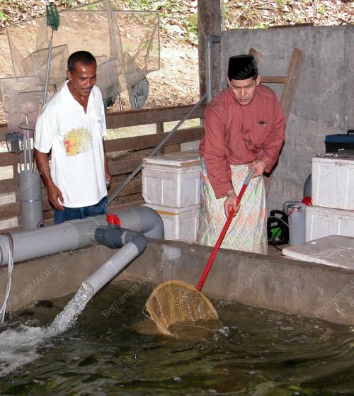 TERNAKAN IKAN GLOBAL HI-Q