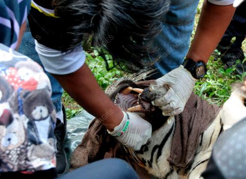 HARIMAU BERJAYA DITANGKAP