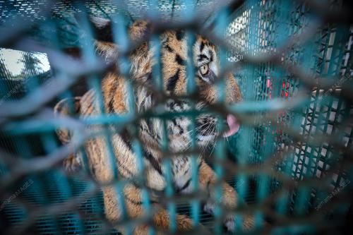 HARIMAU BELANG