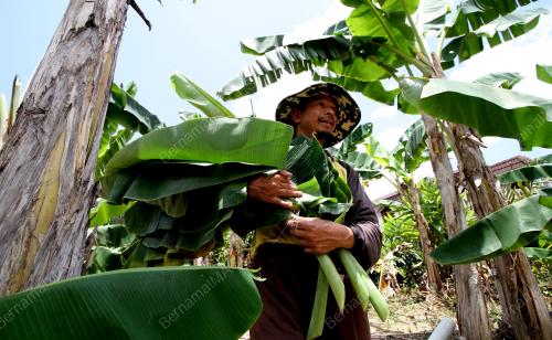 PK05_11092016_DAUN_PISANG
