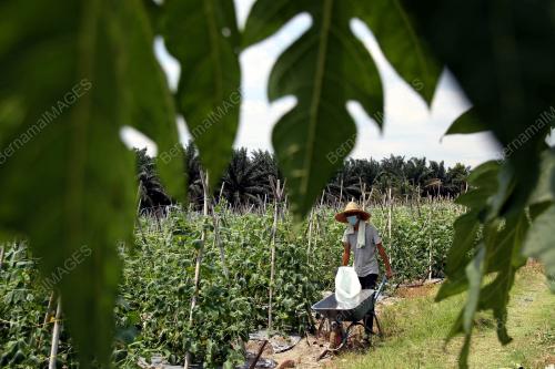 PETANI MENGURUSKAN LADANG