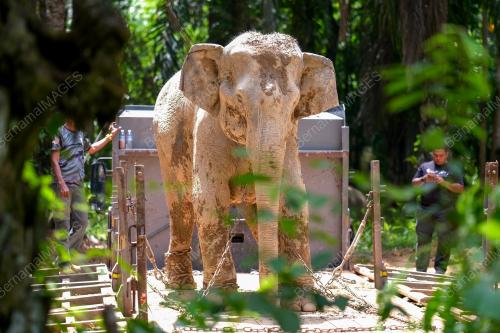 PINDAH GAJAH LIAR