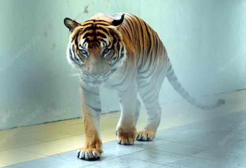 PK05_12082014_HARIMAU