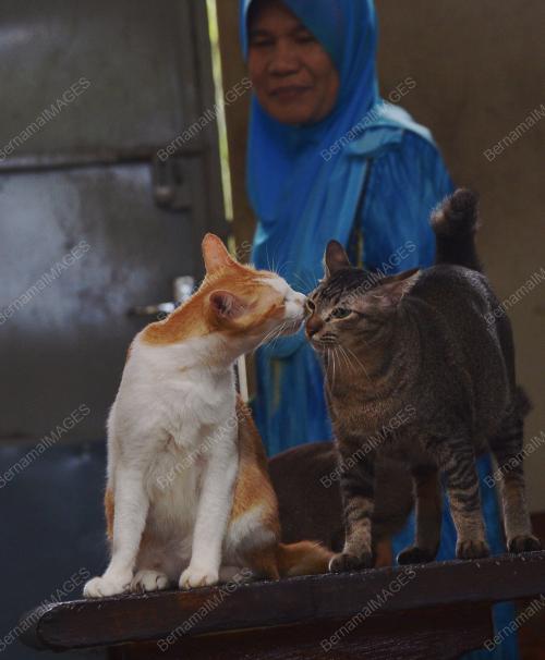 PK05_13022017_KUCING