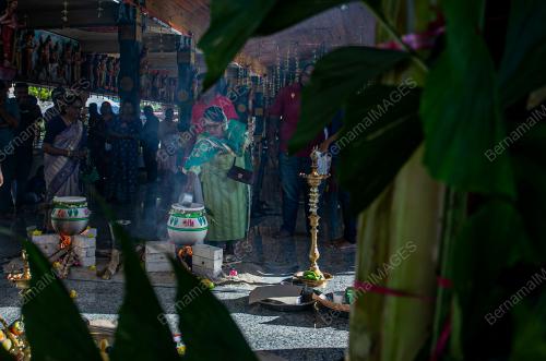 PESTA PONGGAL