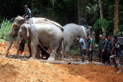 PK05_14082021_GAJAH