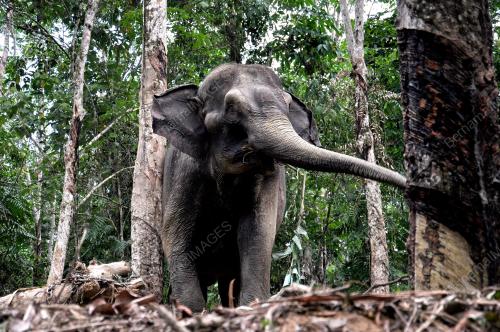 PK05_15052013_GAJAH_LIAR