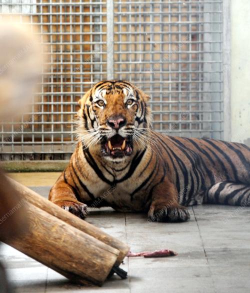PK05_16022016_HARIMAU