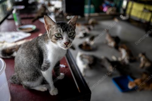 AKTIVIS_KUCING