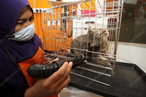 PK05_20062018_KUCING