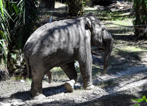 OPERASI PEMINDAHAN GAJAH LIAR