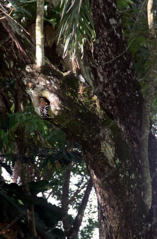 BURUNG MIGRASI DI TAMAN TASIK TAIPING