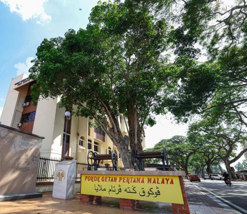 POKOK GETAH PERTAMA MALAYSIA