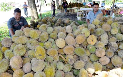 PK05_22112012_DURIAN