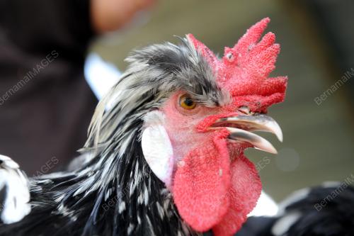 PK05_23072016_AYAM
