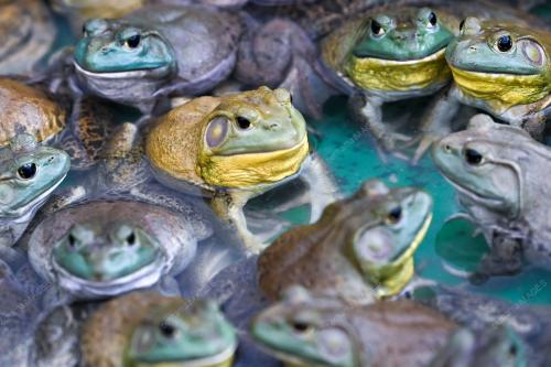 KATAK BULLFROG