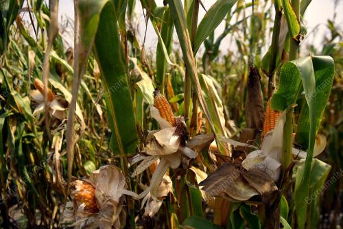 JAGUNG BIJIAN KAMPUNG REDANG SAWA