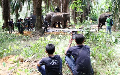 PK05_28012016_GAJAH_LIAR